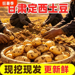 正宗甘肃定西沙面土豆新鲜黄皮黄心洋芋农家新鲜现挖小土豆马铃薯