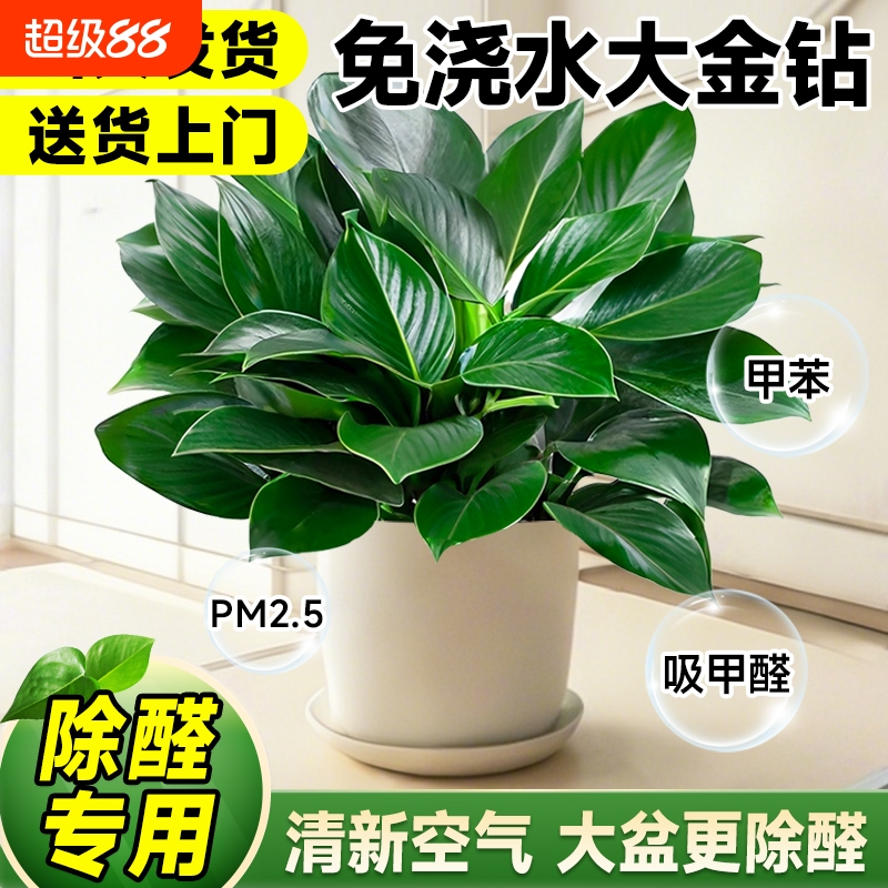 大盆金钻盆栽绿公主水培办公室内绿植蔓绿绒精品大叶植物去除甲醛