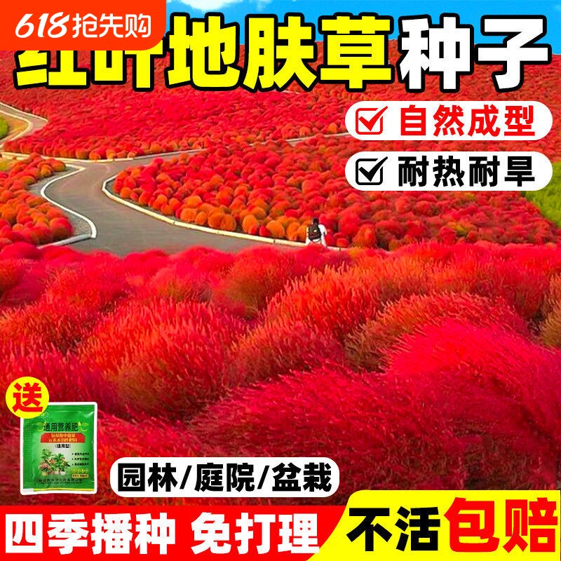 红叶地肤草种子四季播种 耐寒耐旱庭院园林盆栽景观 观赏绿化草籽
