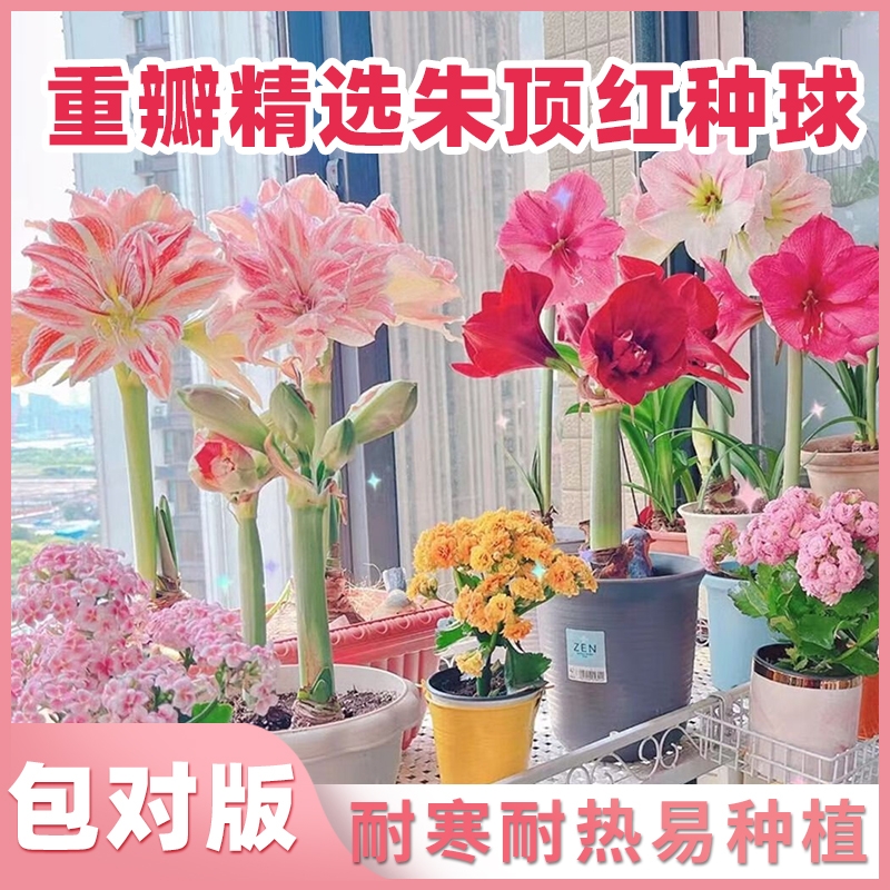 重瓣朱顶红室内盆栽|万人加购