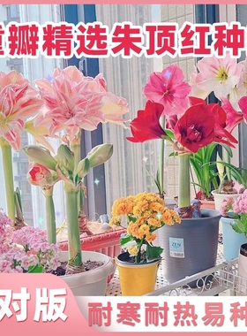 重瓣朱顶红种球室内室外阳台庭院花卉绿植盆栽多年生耐寒耐热植物