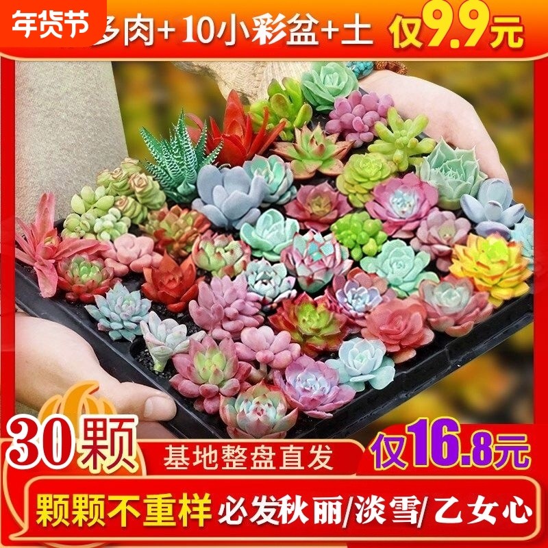 精品多肉植物绿植组合盆栽花卉家居装饰迷你摆件组合人造盆栽盆景