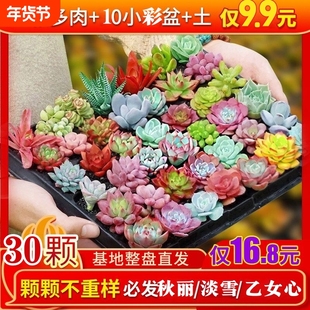 精品多肉植物绿植组合盆栽花卉家居装饰迷你摆件组合人造盆栽盆景