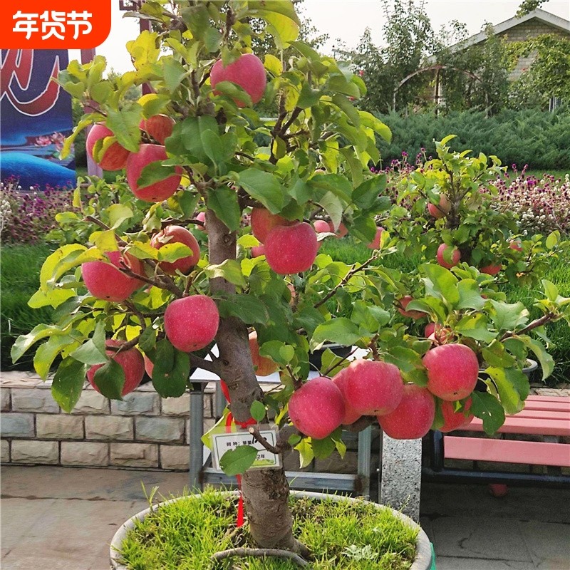 矮化苹果树苗室内外种植盆栽阳台盆景老桩水果树桩当年结果红富士,鲜花速递/花卉仿真/绿植园艺,果树,淘宝优惠券,粉丝福利购,淘宝优惠卷