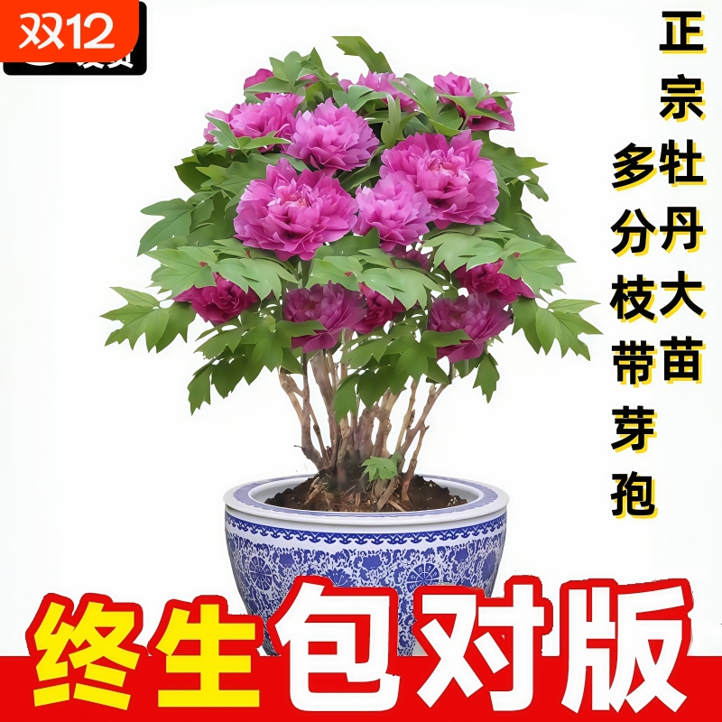 牡丹花大苗盆栽洛阳正宗老桩庭院室内外花种四季重瓣花卉牡丹树苗