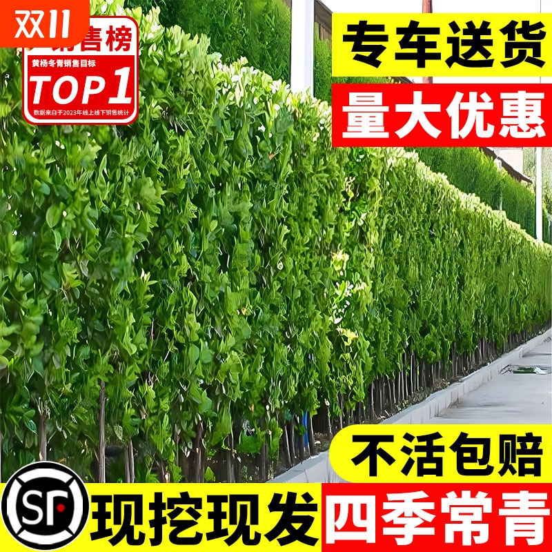 北海道黄杨绿篱墙|超5000次加购