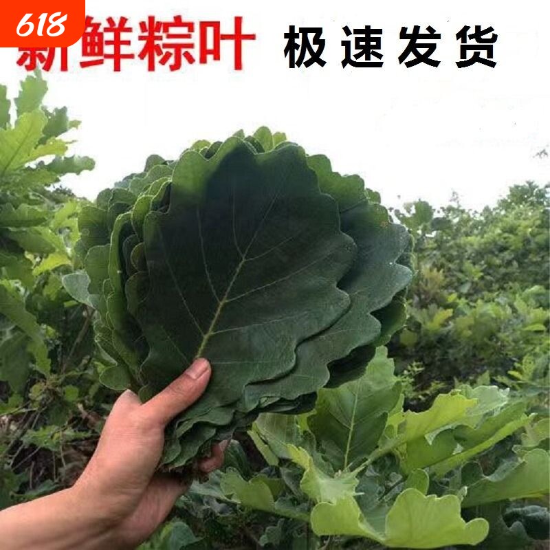 新鲜粽叶桲椤叶野生大槲叶新鲜包粽子胡叶玻璃菠萝叶饼现摘食用