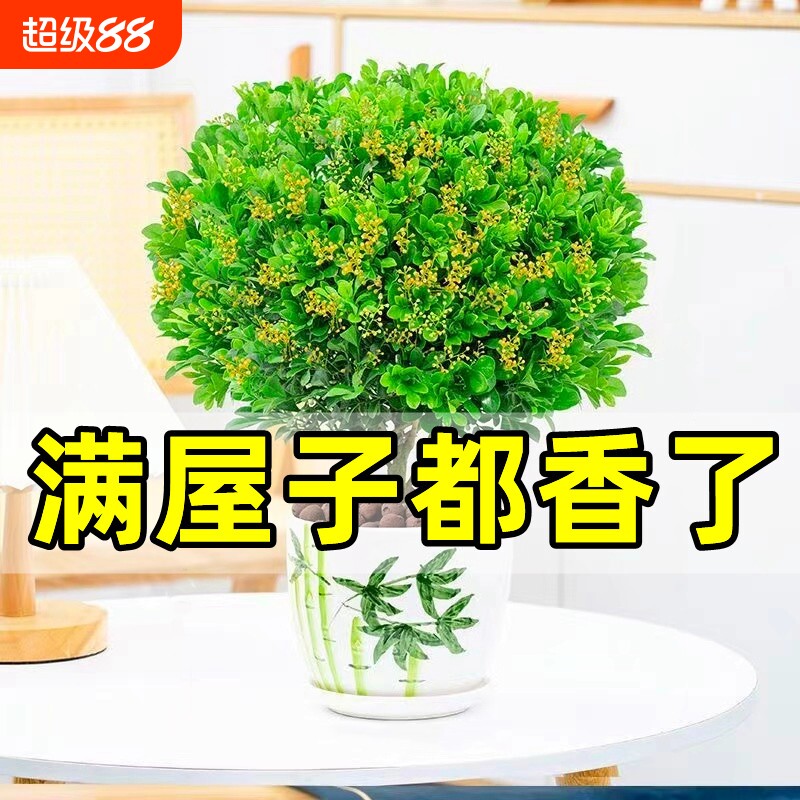 米兰花盆栽带花苞茉莉花室内四季开花九里香老桩盆景驱蚊绿植阳台图片