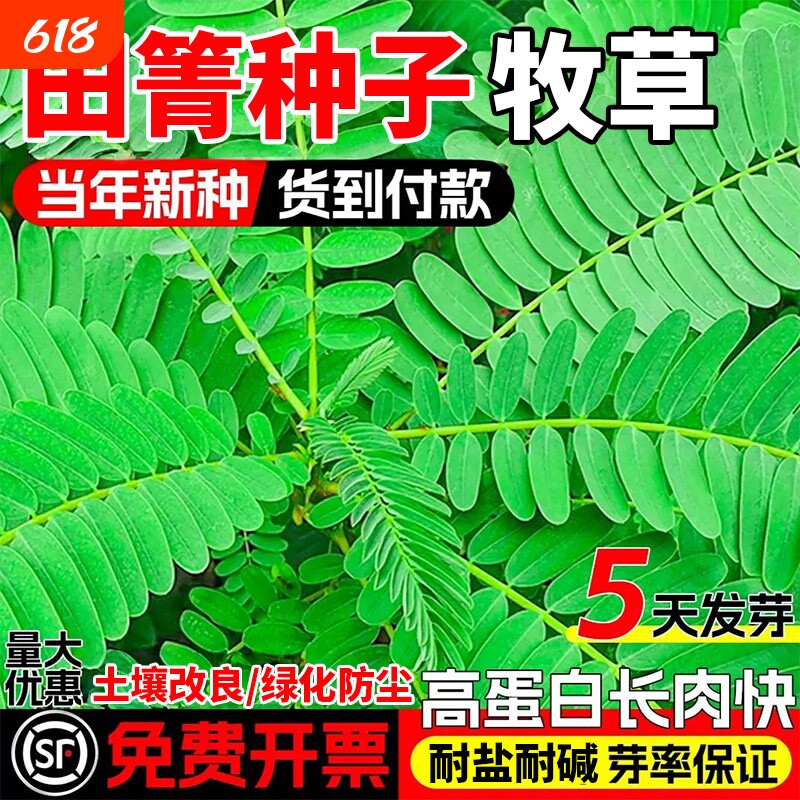田菁种子耐涝耐旱土壤改良高产牧草种籽果园绿肥草籽别名碱菁涝豆