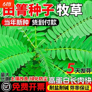 田菁种子耐涝耐旱土壤改良高产牧草种籽果园绿肥草籽别名碱菁涝豆