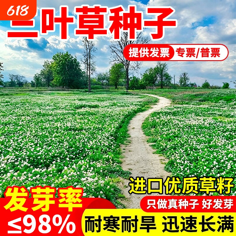 三叶草种子进口红三叶白三叶种籽耐寒幸运草四季常青绿化草坪草籽