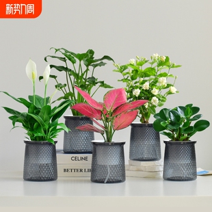 绿萝盆栽水培绿植好养小盆栽组合室内花卉净化空气植物客厅白掌