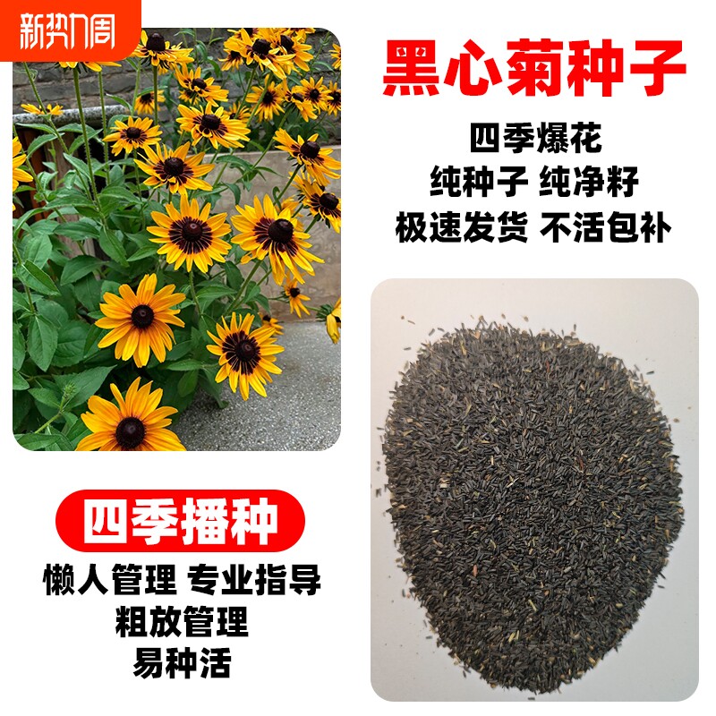 黑心菊种子菊花种子黑心金光菊百日菊花卉种籽孑室外四季播种易活