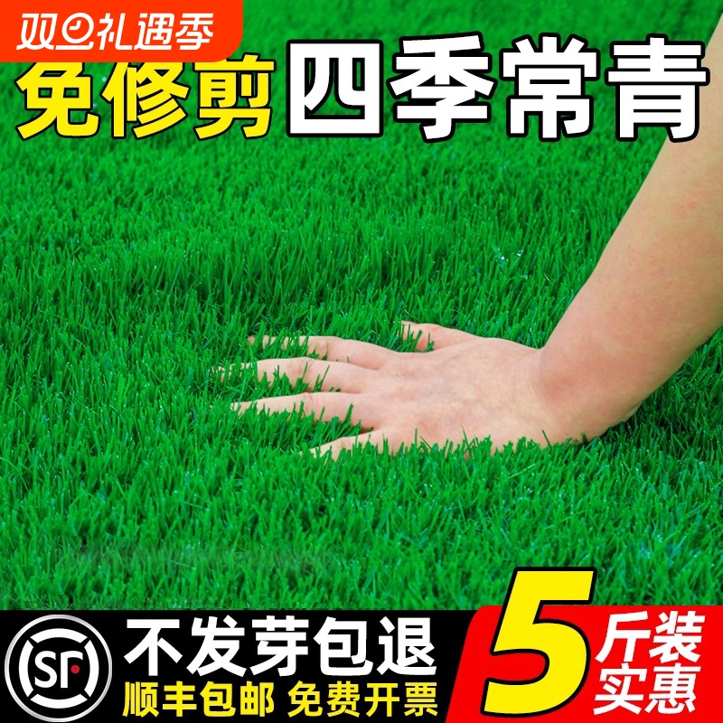 草坪草籽四季常青护坡固土狗牙根矮生地毯草皮庭院绿化黑麦草种子