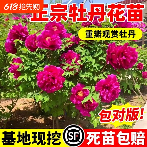 正宗洛阳牡丹花大苗盆栽老桩花种四季重瓣花卉牡丹树苗庭院带芽