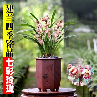 建兰七彩玲珑名贵四季 兰花苗夏带花室内花卉绿植盆栽品种精品开花