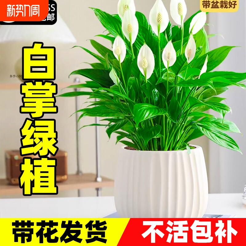 白掌绿植一帆风顺盆栽带花水培植物花卉办公室内绿植吸甲醛好养活
