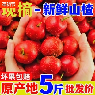 山楂果新鲜大金星冰糖葫芦专用红果鲜大五棱甜红子山楂现摘自然熟
