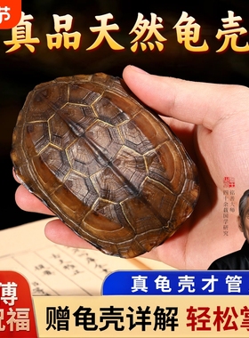 天然乌龟壳真龟甲文玩六爻把玩件