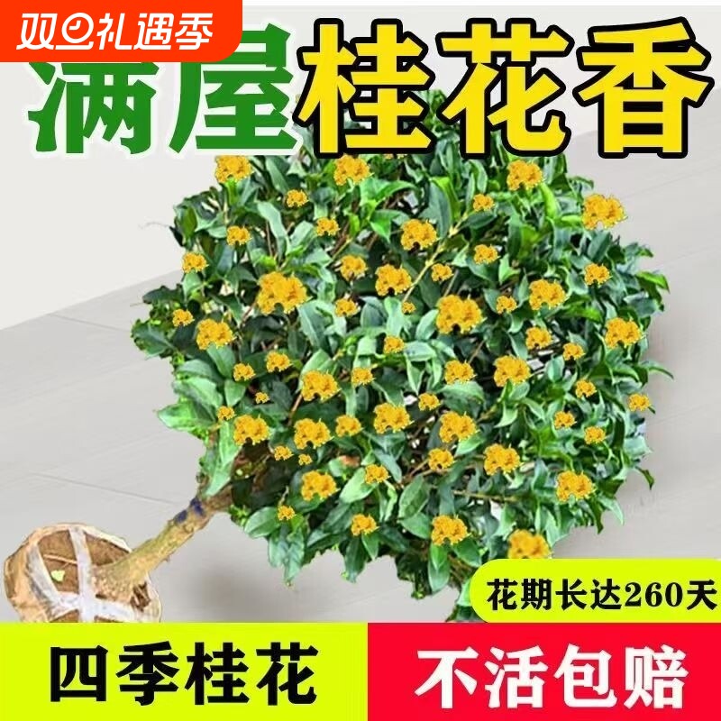 可食用正宗四季桂花树苗盆栽花卉植物浓香绿植阳台庭院四季开好养