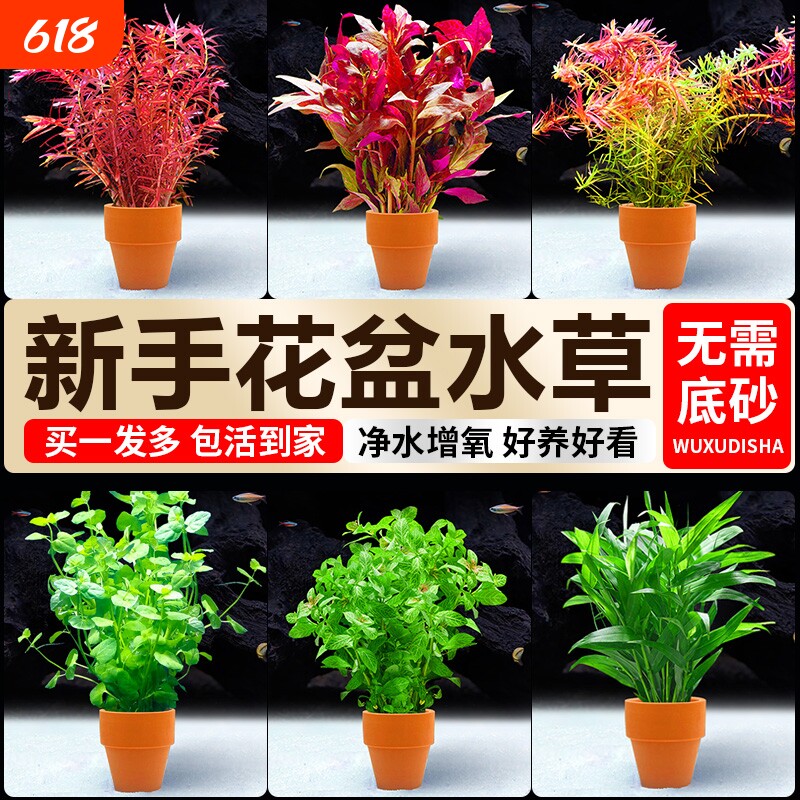 小花盆水草鱼缸造景蜈蚣草真草水草植物水芹羽毛宝塔水质沉底增氧