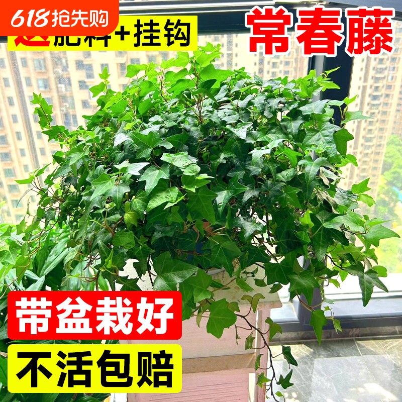 金边常春藤盆栽水培花卉植物室内垂吊兰绿植好养长青藤桌面阳台