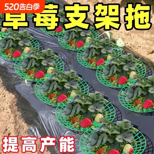 园艺防倒伏草莓托盘架塑料盆栽种植网架子圆形抬高架花架番茄固定
