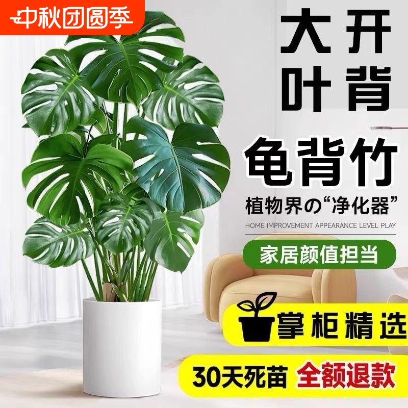 龟背竹客厅大盆栽老桩大型绿植