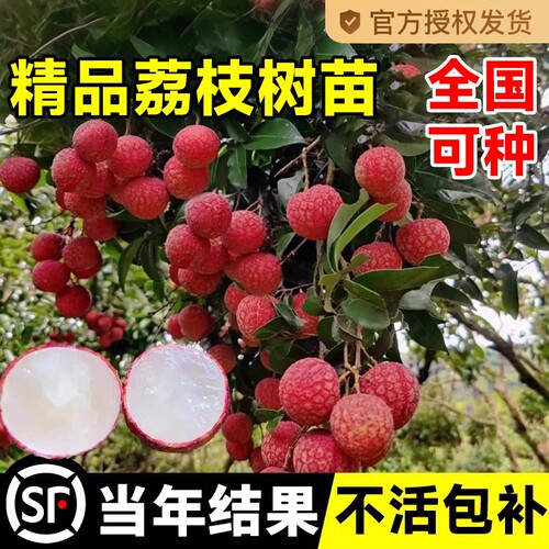 正宗荔苖枝树当年结果不活包赔
