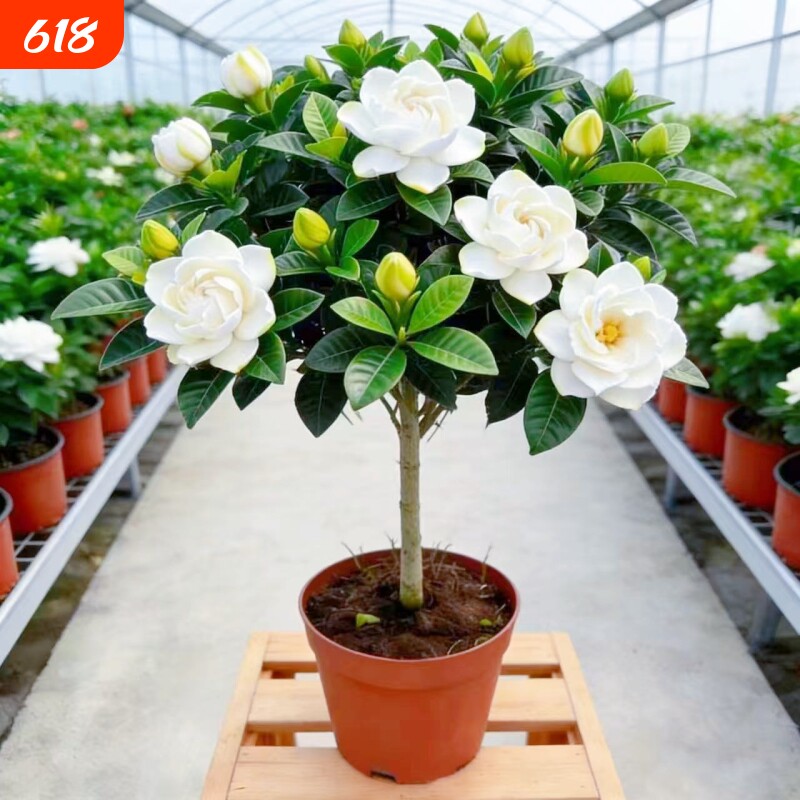 独杆棒棒糖牡丹栀子花盆栽花卉植物室内浓香型树苗好养客厅带花苞