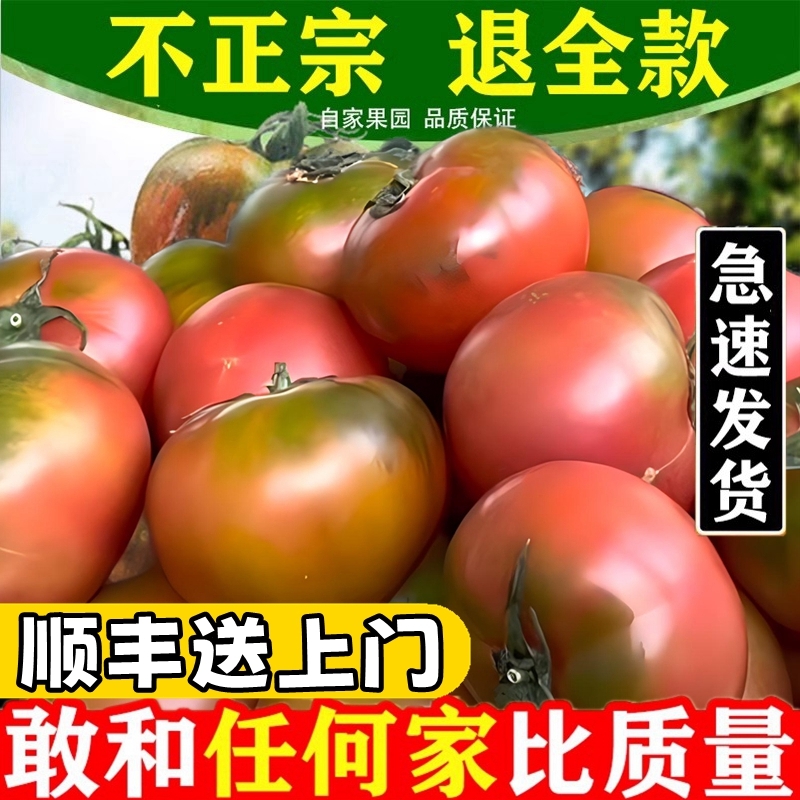 正宗东北新鲜水果西红柿农家自种草莓柿子铁皮柿子脆甜生吃番茄