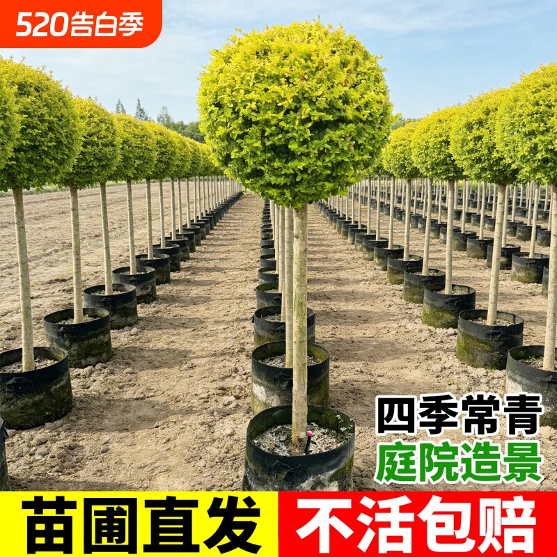 亮晶女贞棒棒糖川滇蜡树小叶亮金造型树老桩花镜植物设计庭院造景