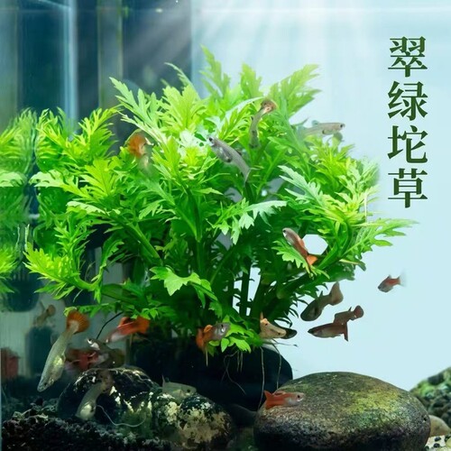 水罗兰坨草鱼缸造景净水增氧