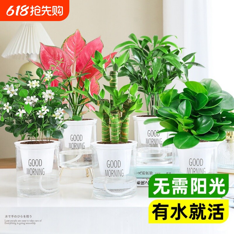 水培绿萝吊兰发财树盆栽绿植物室内植物好养花卉客厅金钻开花桌面