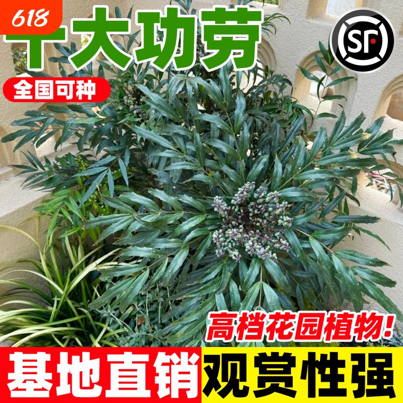 十大功劳树苗四季常青中药材绿植庭院阳台盆景观赏绿化景观苗木