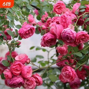 艾拉绒球浓香型藤本月季花苗庭院阳台植物花卉爬藤蔷薇多季开花