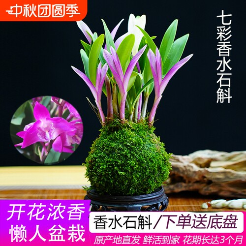 七彩香水石斛兰开花浓香懒人好养