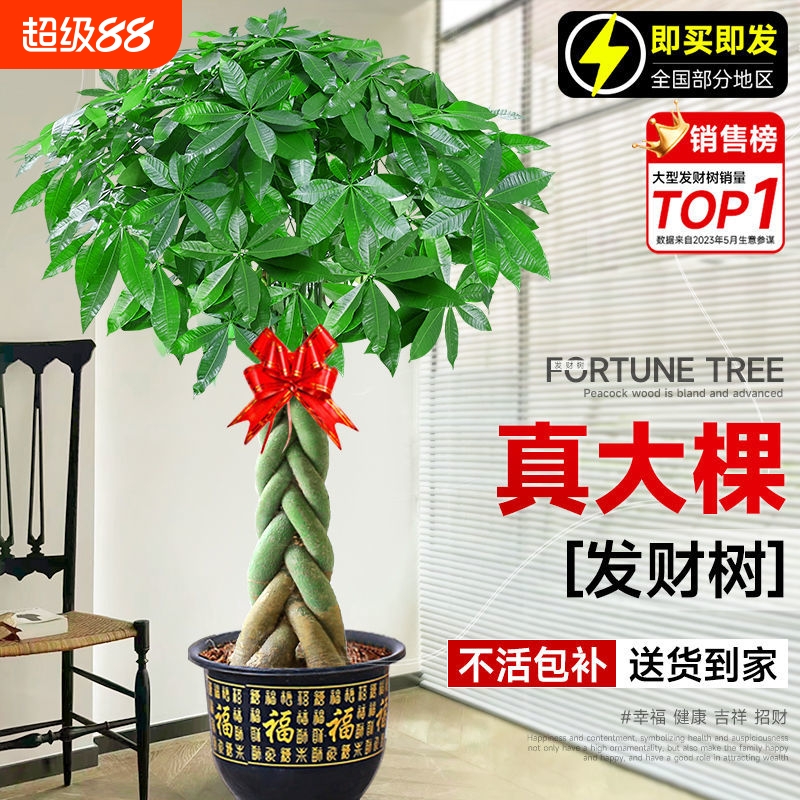 发财树盆栽大棵室内摆客厅大型步步高招财树绿植物办公室乔迁开业