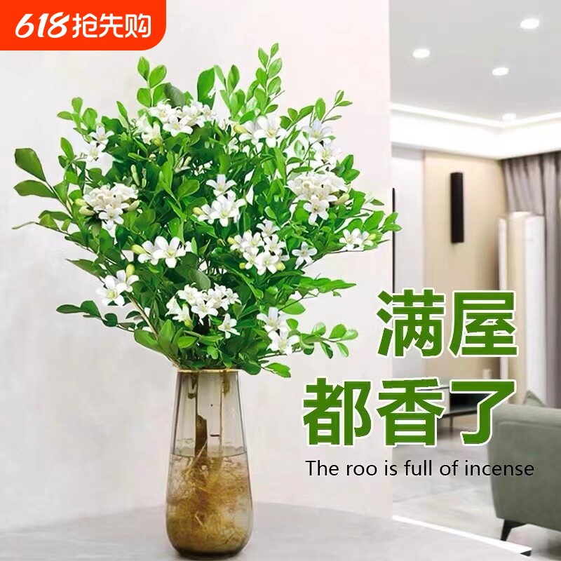 水培九里香盆栽老桩清香木四季茉莉花办公室内绿植物开花卉驱蚊草