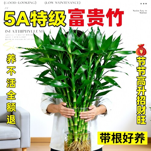 富贵竹带根水培植物客厅招财室内花卉绿植观音竹转运竹子盆栽桌面