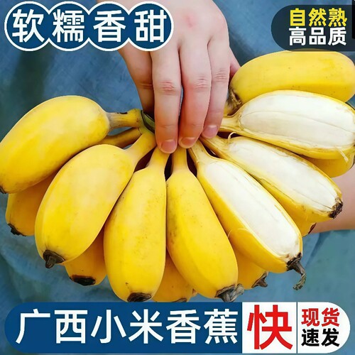 正宗广西苹果蕉香蕉新鲜自然熟软糯香甜当季小米蕉香焦皇帝蕉粉蕉