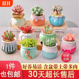 多肉植物室內(nèi)小盆栽大顆好養(yǎng)帶土陶瓷盆組合批發(fā)仙人球掌花卉綠植