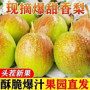 【脆甜】正宗红香酥梨现摘青红皮香梨新鲜水果当季应季整箱薄皮