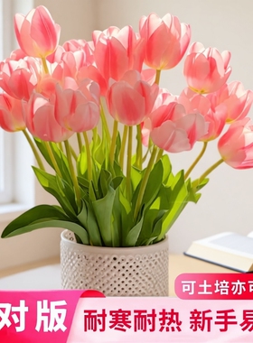 郁金香种球可土培水培庭院阳台耐热耐寒花卉绿植室内盆栽室外地载