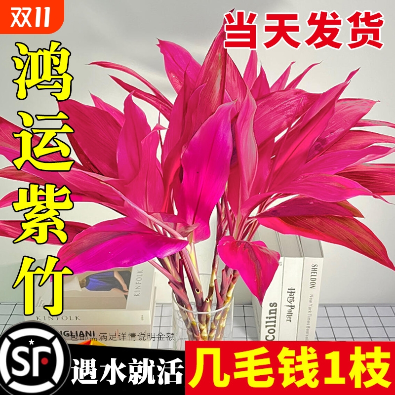 富贵竹水培植物鸿运紫竹客厅招财盆栽粗杆带根风水客厅节节高绿植