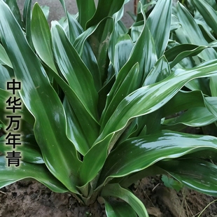 中华红果金青叶万年青订婚乔迁之喜吉祥祝寿花卉客厅阳台盆栽绿植