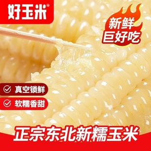 正宗东北白糯玉米真空包装 非转基因甜糯玉米早餐粗粮好吃香甜软糯