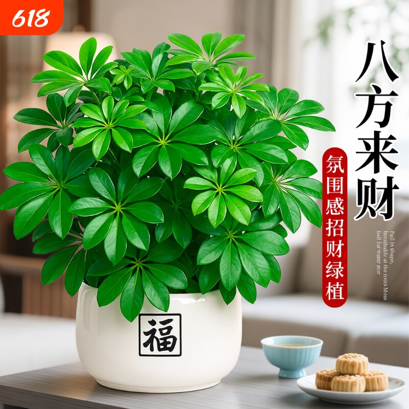 鸭脚木盆栽绿植发财树客厅旺宅室内招财桌面盆景八方来财四季植物