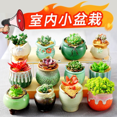 多肉植物室内组合|超2000次加购