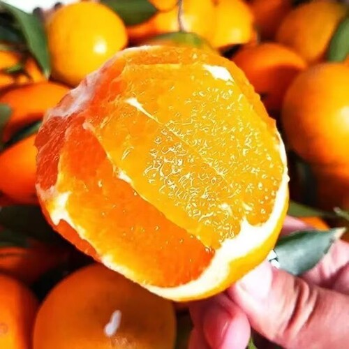 当季现摘新鲜橙子多汁脐橙薄皮应季水果整箱榨汁包邮新鲜手剥橙子